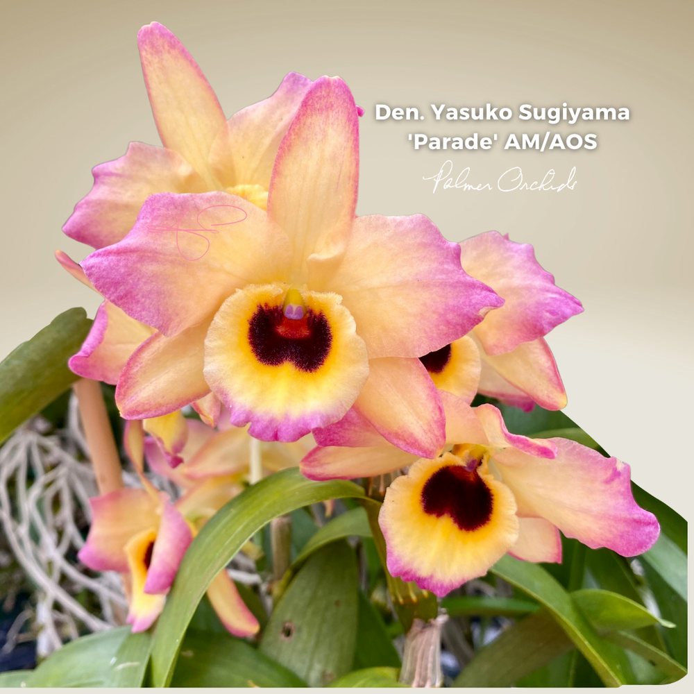 Den. Yasuko Sugiyama 'Parade' AM/AOS — Palmer Orchids